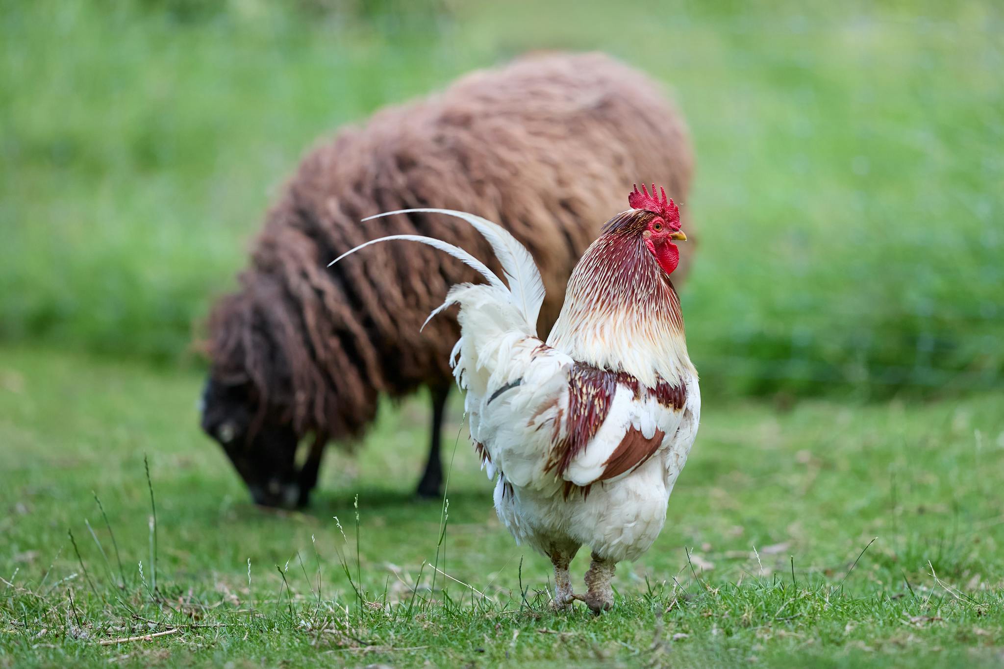 Vibrant farm scene with a proud rooster in the foreground and a sheep grazing peacefully in the soft-focus background, idyllic rural life.